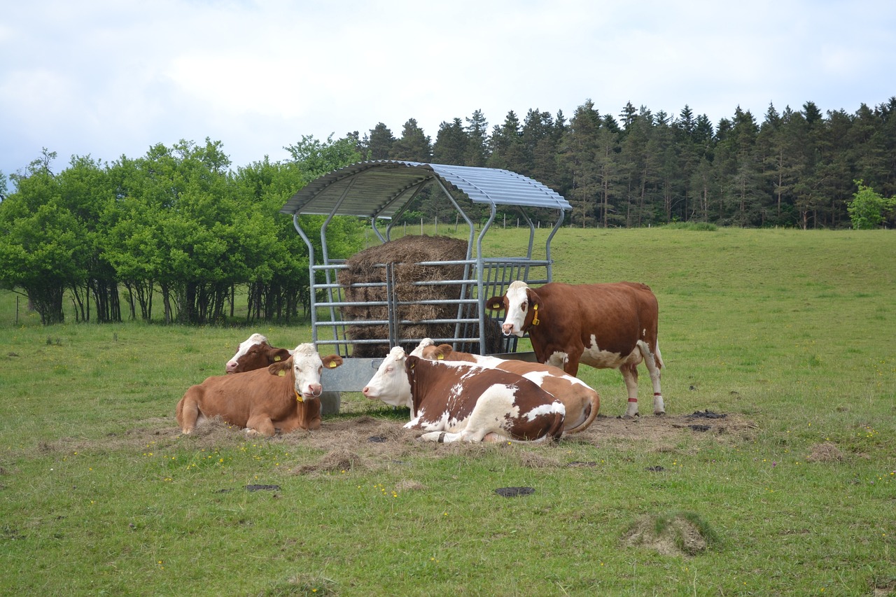 earl exploitation agricole vaches dans un pré