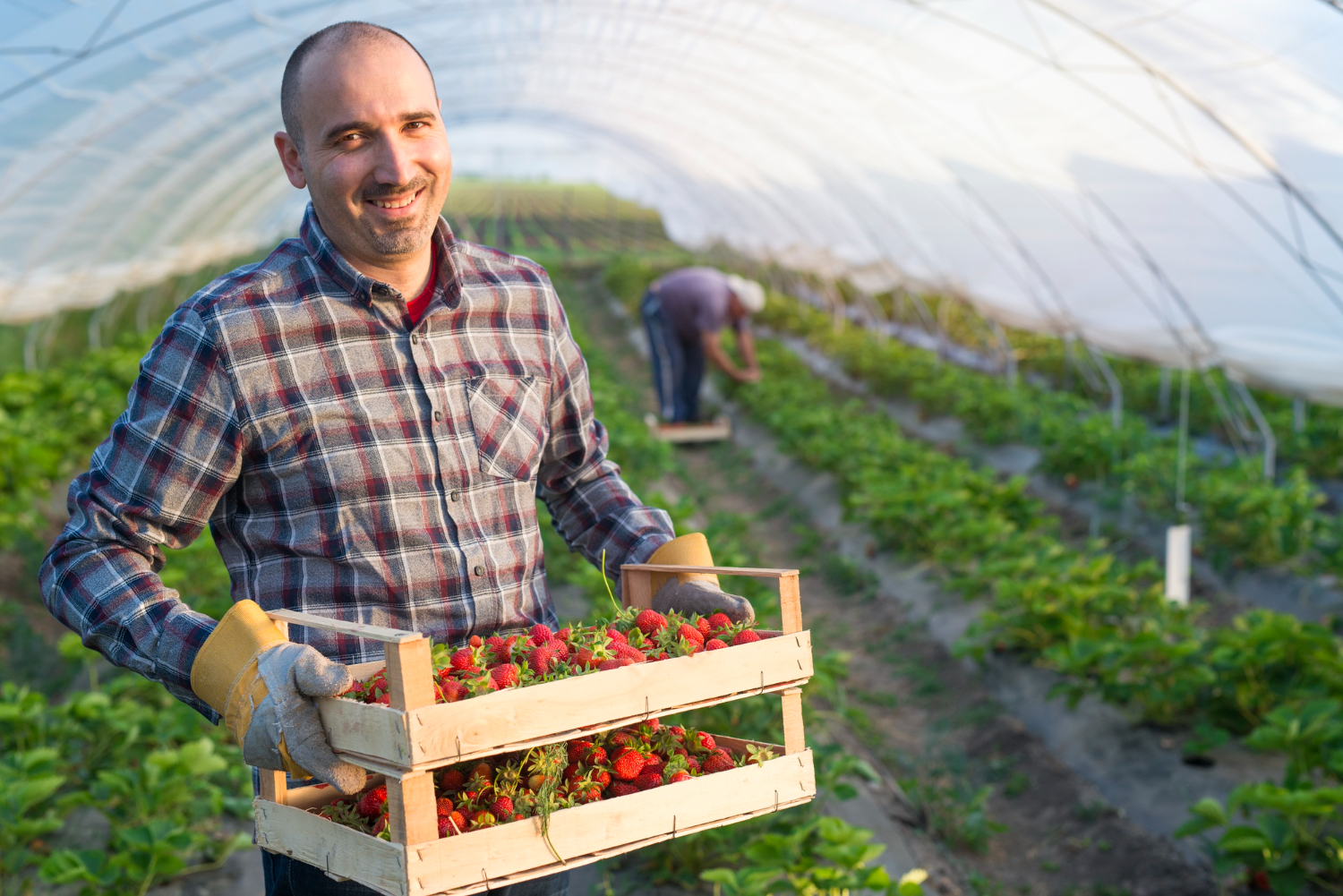 Lire la suite à propos de l’article Combien gagne un agriculteur : revenus et réalités du métier