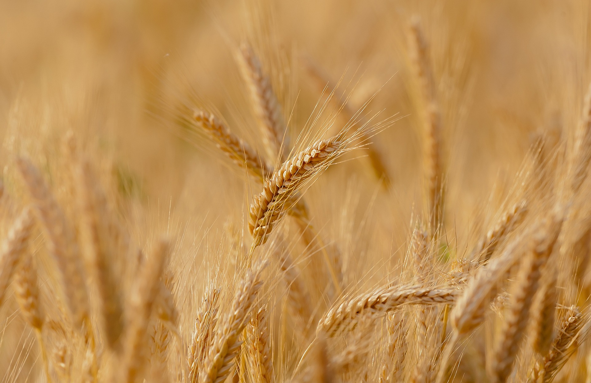 Lire la suite à propos de l’article Les défis de l’agriculteur céréalier : de la semence à la récolte